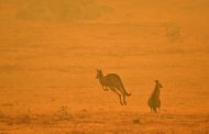 Australia's fires 'killed or harmed three billion animals'